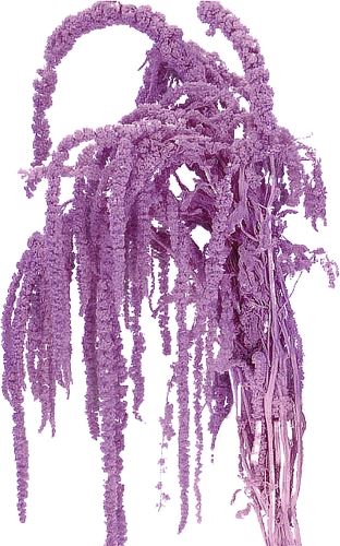 Amaranthus zväzok 5 ks - fialová (1)