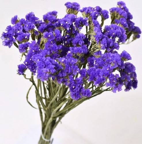 Sušená Statice sinuata modrá, 8 kg Sušená Statice sinuata modrá, 8 kg