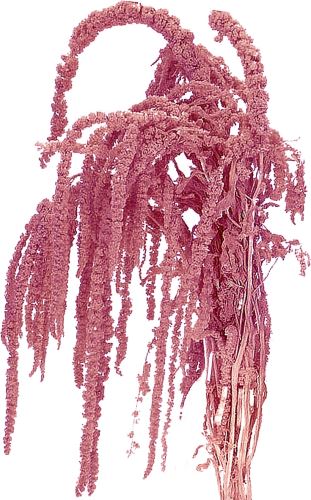 Amaranthus zväzok 5 ks - ružová (1)