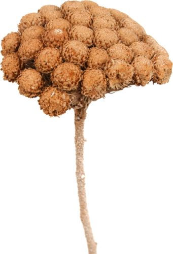 Sušené kvety Albiflora frosted, 10 ks, oranžové