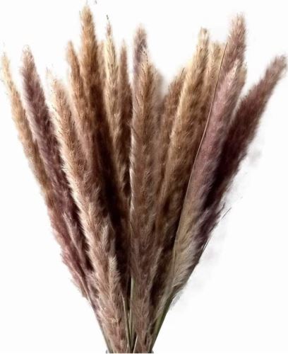 Pampas small 15 ks natural