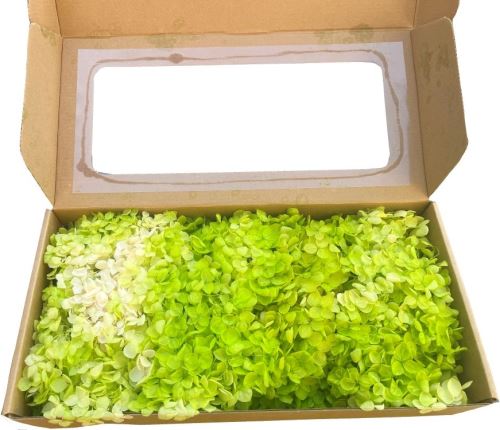 Hydrangea stabilizovaná box - mix bílá/zelená 100 g