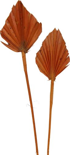 Sušený palmový list, Palm spear mini color červená, 30 ks