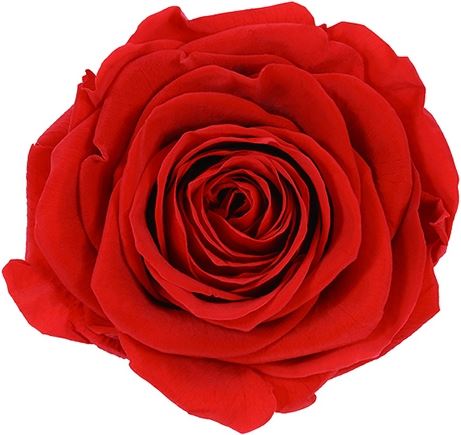 Stabilizovaná ruža červená, 12 ks