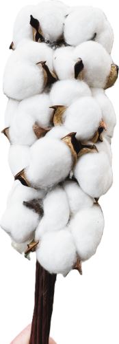 Bavlník bílý 10 ks