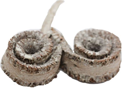 Palmenring gefrostet orange (1)