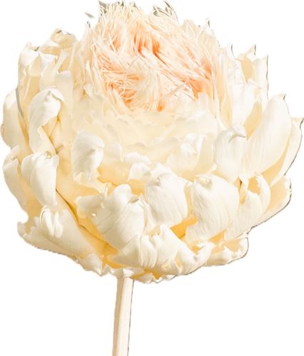 Arti flower big blanched Arti flower big blanched