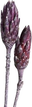 Sušené květiny Repens frosted brombeer small, 30 ks, fialové