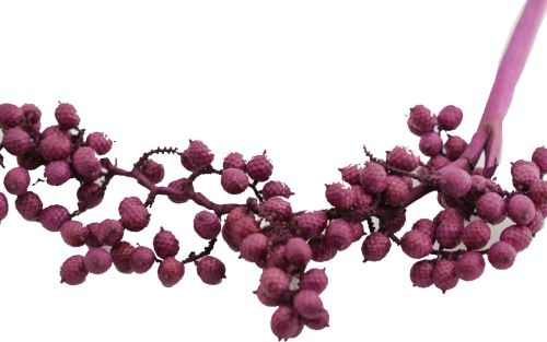 Canella special color fialová, 20 ks (1)