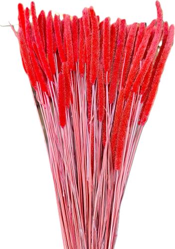 Phleum červená