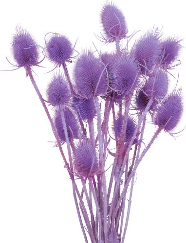 Bodliak color fialový 20 ks