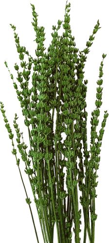 Stabilizovaná levanduľa 80 g – zelená (1)