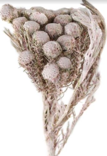 Albiflora frosted oranžová