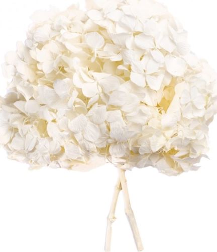 Hydrangea stabilizovaná bělená