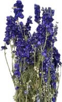 Delphinium consolida 50 g modrá