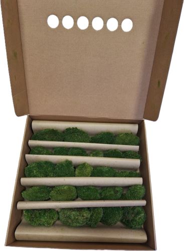 Stabilizovaný mech, mini ball moss natural green