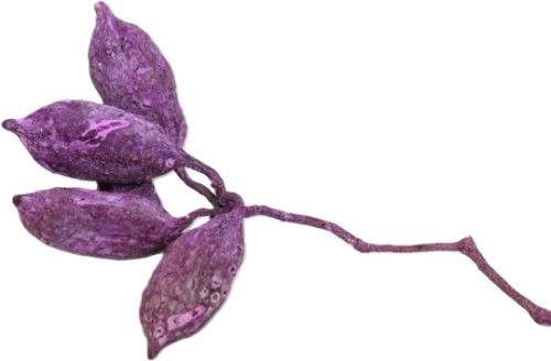 Sušené květiny Brachition frosted broomer, 250 g, fialové (1)