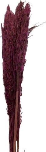 Pampas grass růžová