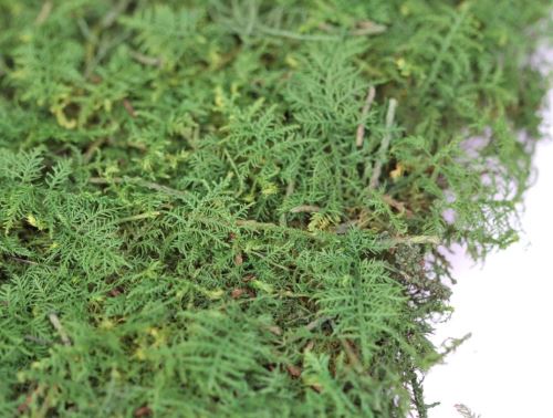 Flat stabilized moss dark green (1)