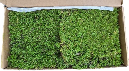 Stabilized moss - Hypnum plumaeforme Wilson - dark green, 0.24 m²