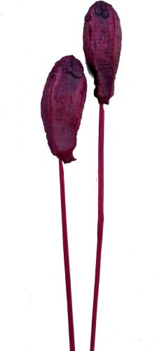 Mehogany-Farbe o / s