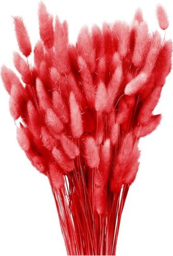 Sušený lagurus tmavě červený 80 g