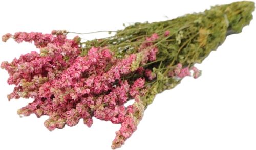 Delphinium consolida 50 g, ružová