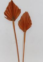 Palm spear mini color sv. Orange