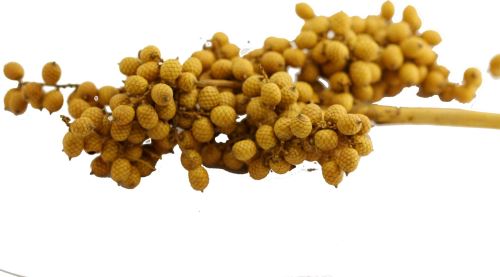 Canella special color žlutá, 20 ks (1)