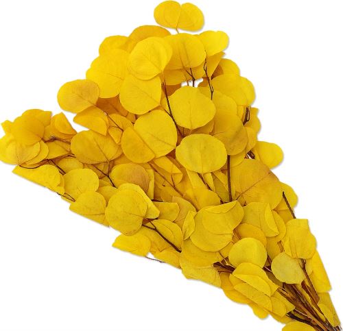 Eucalyptus populus stabilizovaný bielený + žltý, 100 g (1)