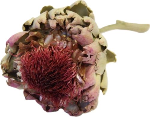 Arti Flower big natural 5 ks