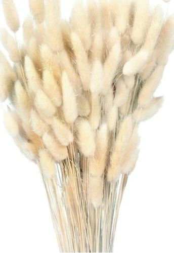 Sušený lagurus bílý 80 g