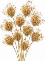 Ammi majus – bielený, 10 ks (1)