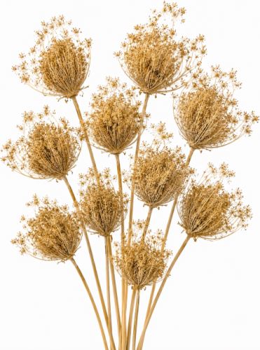 Ammi majus – bleached, 10 pcs (1)