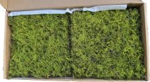 Stabilized moss - flat moss, dark green
