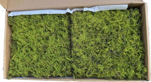 Stabilizovaný mech - flat moss, tm. zelená, 0,24 m2