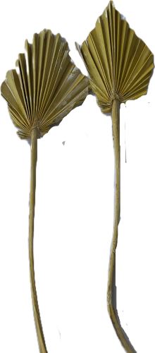 Palmspeer Mini col. Mattgelb