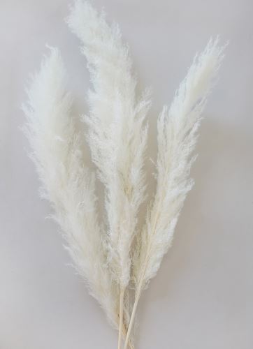 Sušená tráva -  Pampas big bělená 140-160 cm