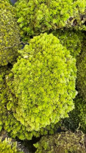 Stabilizovaný mech - ball moss, Leucobryum scabrum Sande, karton - sv. zelená, 1,8 m2