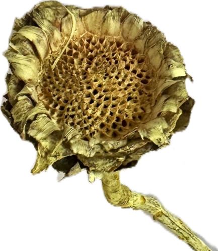 Susanne frosted žlutá