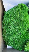 Stabilizovaný mach - ball moss, Leucobryum scabrum Sande - tm. zelená, 0,2 m2 (1)