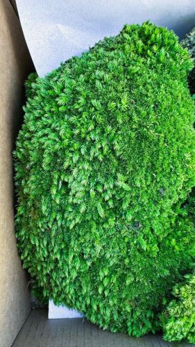 Stabilizovaný mach - ball moss, Leucobryum scabrum Sande, karton - tm. zelená, 1,8 m2