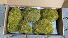 Stabilized moss - ball moss, package L - light green