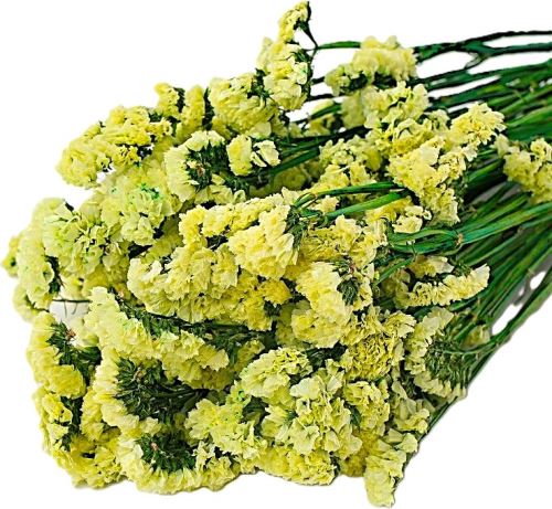 Limonium sinuatum stabilizovaná žlutá (1)