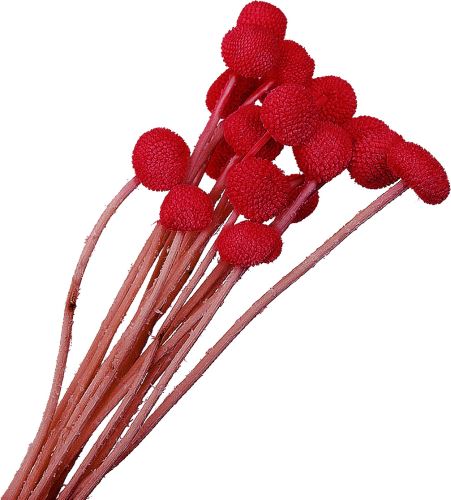 Stabilizované květiny, Craspedia červená 20 ks (1)