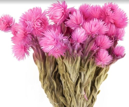 Sušená kytica Capblumen erika, 50 g, ružová