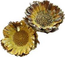 Compacta frosted color o / s yellow (3)