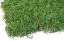 Flat stabilized moss dark green (2)