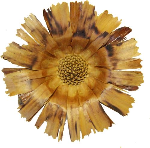 Sušené květiny Supercut loose, 9 cm, 30 ks, hnědé
