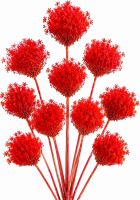 Ammi majus rot 10 Stk. (1)